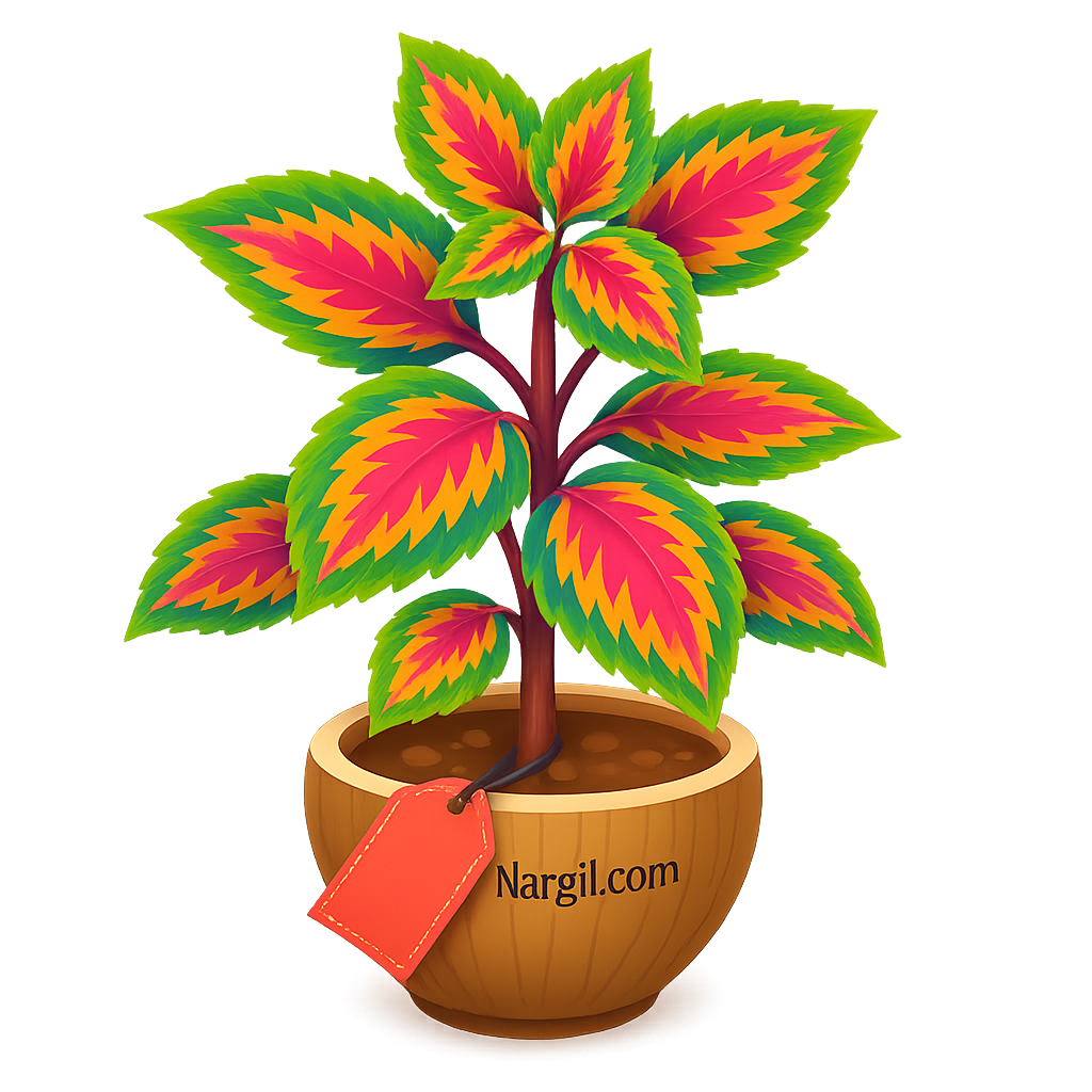  Nargil - Solenostemon scutellarioides